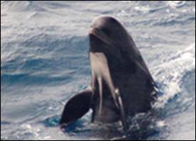 long-finned pilot whale